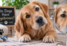 Do Dogs Have Eyebrows? Complete Guide to Brow Muscles, Markings, Whiskers, Pro Tips, and Key Facts Do Dogs Have Eyebrows