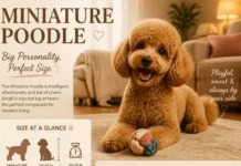 Miniature Poodle Guide: Size, Temperament, Grooming, Exercise, Health, Lifespan, Training, and What U.S. Owners Should Know Before Adopting in 2026 Miniature Poodle